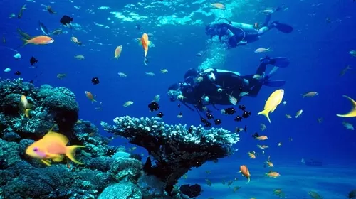 Avşa Adası’nda Dalış Merkezleri Var mı?