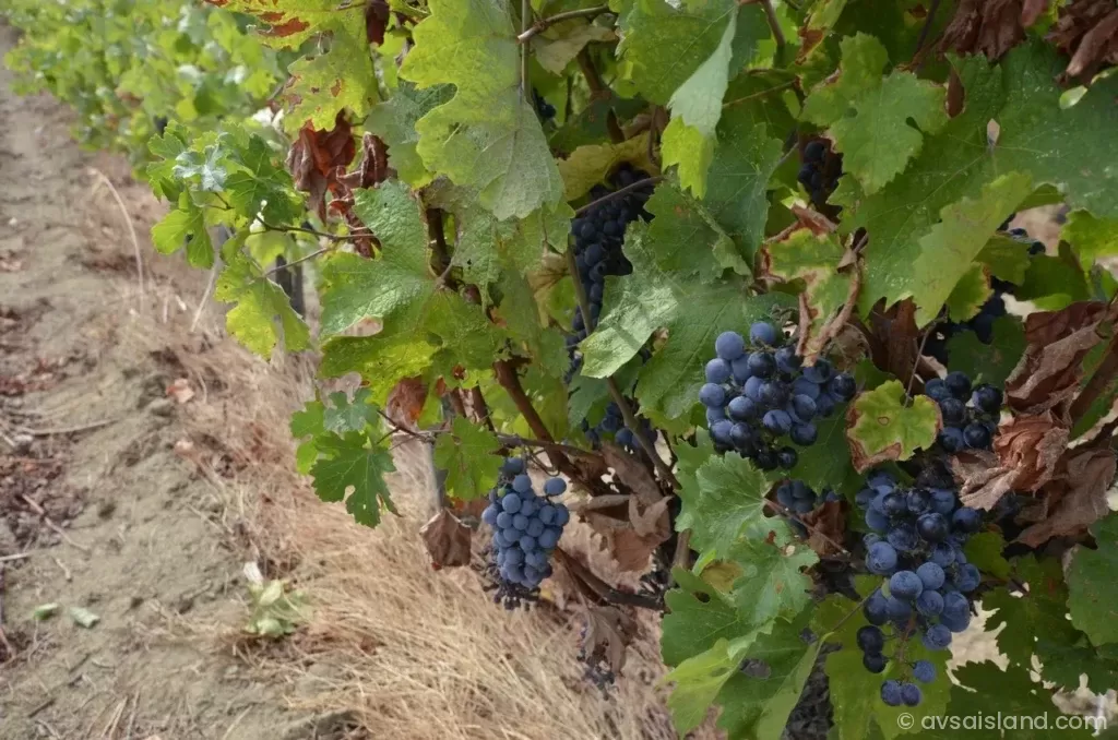 Adakarasi Uzumu Avsa Avsaisland.com