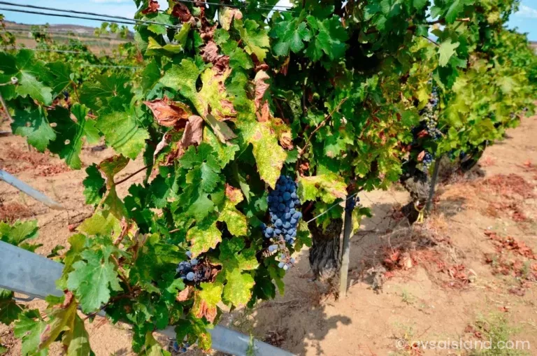 Avşa Adası Adakarası Üzümü