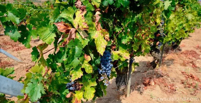 Avşa Adası Adakarası Üzümü