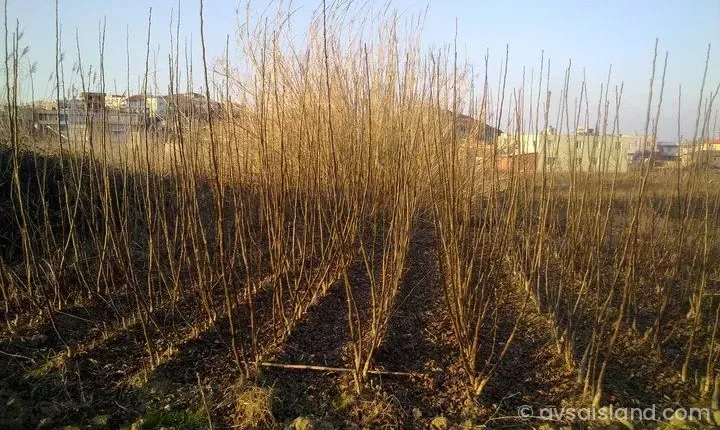 Avşa Adası Hangi Fidan Türleri Dikimi İçin Uygun?