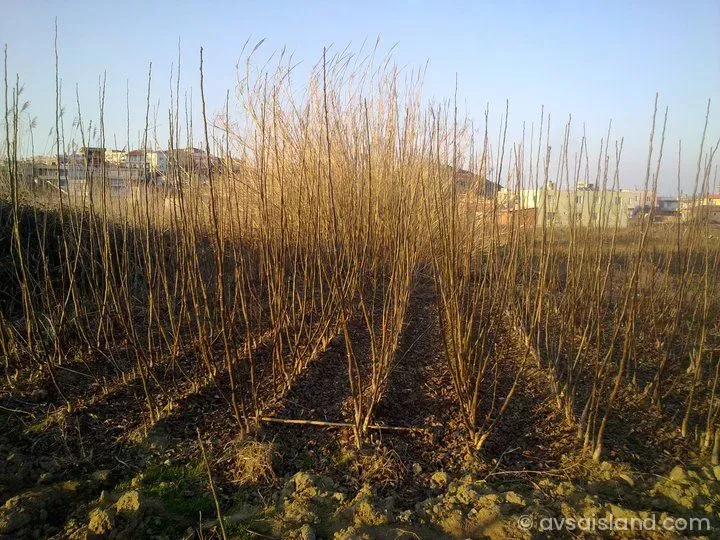 Avşa Adası Hangi Fidan Türleri Dikimi İçin Uygun?